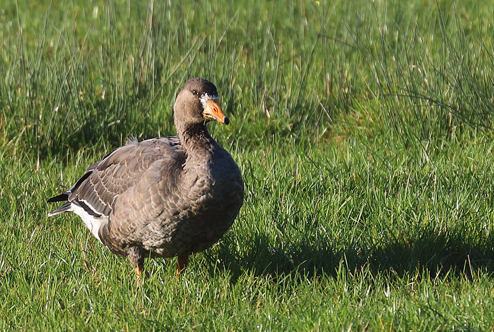 Greenland whitefronted goose